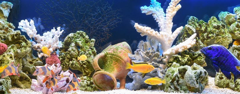 Come illuminare un acquario con i Led