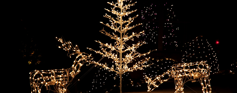 Come illuminare il giardino per Natale con le luci Led - 3